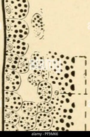 'The Development of the Chick' de Frank Rattray Lillie fournit une introduction à l'embryologie des oiseaux, en se concentrant sur les étapes du développement du poulet, de la fécondation à l'éclosion. Ce travail sert de texte clé pour comprendre l'embryologie aviaire et les processus de croissance des oiseaux. Banque D'Images
