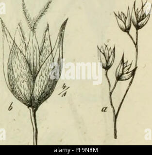 . Deutschlands Gräser und zu leichter Erkenntniss Getreidearten Wuchse nach dem, den Früchten und Blättern, Blüthen zusammengestellt und für Land- und Forstwirtschaft und nach Vorkommen Nutzen ausführlich beschrieben. Les plantes. Fi". 62. Hierüchlfja odoräta.. Veuillez noter que ces images sont extraites de la page numérisée des images qui peuvent avoir été retouchées numériquement pour plus de lisibilité - coloration et l'aspect de ces illustrations ne peut pas parfaitement ressembler à l'œuvre originale.. Jessen, Karl Friedrich Wilhelm, 1821-1889. Leipzig : T. O. Weigel Banque D'Images