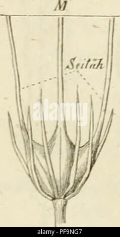 . Deutschlands Gräser und zu leichter Erkenntniss Getreidearten Wuchse nach dem, den Früchten und Blättern, Blüthen zusammengestellt und für Land- und Forstwirtschaft und nach Vorkommen Nutzen ausführlich beschrieben. Les plantes. 4. Nardus stricto. Veuillez noter que ces images sont extraites de la page numérisée des images qui peuvent avoir été retouchées numériquement pour plus de lisibilité - coloration et l'aspect de ces illustrations ne peut pas parfaitement ressembler à l'œuvre originale.. Jessen, Karl Friedrich Wilhelm, 1821-1889. Leipzig : T. O. Weigel Banque D'Images