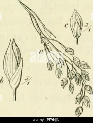 . Deutschlands Gräser und zu leichter Erkenntniss Getreidearten Wuchse nach dem, den Früchten und Blättern, Blüthen zusammengestellt und für Land- und Forstwirtschaft und nach Vorkommen Nutzen ausführlich beschrieben. Les plantes. (Etti. AttÜioxanihinii ) 1 , Alt 1:3(i. 245 V, 10. Wegen des Cumarin Geruchs (nach) mit Unrecht als Futtergras hochgeschätzt. b. Paleösae Kurzklappige,. Uiitcru oder die sehr klein beide Klappen fehlend oder. 1 1. 17. Le GATT. 12. Gruppe Paniceae, Hirsegräser. Untere Klappe Die sehr klein, selten fehlend, die obere von der des firössc linsenförmigen in- lich-Aehrchcns. Banque D'Images