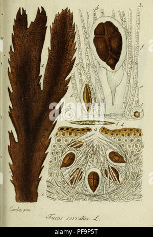 Cette œuvre botanique de Jacob Sturm présente une collection détaillée de la flore allemande, avec des illustrations de plantes originaires d'Allemagne. Le livre comprend des dessins botaniques précis pour aider à l'identification de diverses espèces végétales trouvées dans toute la région. Banque D'Images