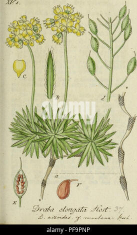 Une illustration botanique de la flore indigène de l’Allemagne, mettant en valeur diverses espèces végétales. L'œuvre présente des représentations précises basées sur la nature, contribuant aux études botaniques en Allemagne à partir du XVIIIe siècle. Banque D'Images