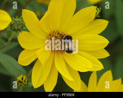 Close-up d'un bourdon à la recherche de nectar, posée sur le centre d'une usine d'été jaune pétales Banque D'Images