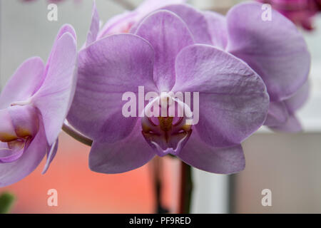 Jardin des Orchidées dans une serre vitrée avec divers orchidées phalaenopsis couleur Banque D'Images
