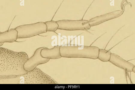 L'expédition Deutsche Südpolar (1901-1903) était une exploration scientifique allemande en Antarctique à bord du navire Gauss. Dirigée par Erich von Drygalski, l'expédition visait à étudier les régions polaires et à cartographier les zones inexplorées. Banque D'Images