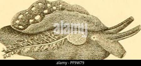 Ce travail de Stefano delle Chiaje fournit une description détaillée et l'anatomie des invertébrés observés dans la partie sud de la Sicile entre 1822 et 1830. L’étude se concentre sur diverses espèces d’invertébrés présentes dans la région, mettant en évidence leurs caractéristiques biologiques et leur rôle écologique au cours de cette période. Banque D'Images