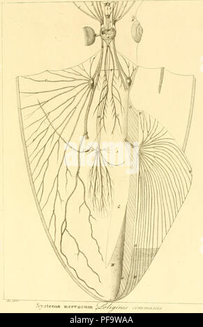 Ce travail de Stefano delle Chiaje documente l’anatomie et la classification des invertébrés observés en Sicile de 1822 à 1830. Il fournit des descriptions anatomiques détaillées et des informations sur les diverses espèces trouvées dans la région, contribuant aux premières études zoologiques sur les invertébrés en Italie. Banque D'Images