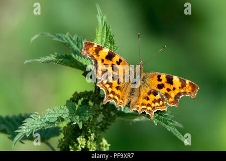 Virgule papillon sur l'ortie plante Banque D'Images