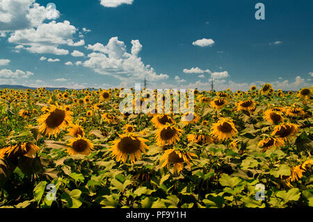 Champ de tournesol BULGARE AVEC CIEL BLEU Banque D'Images