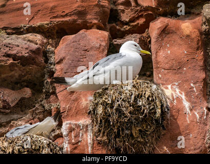 , Mouette tridactyle (Rissa tridactyla), assis sur son nid dans un mur en ruine de château, Dunbar Dunbar, East Lothian, Scotland, UK Banque D'Images