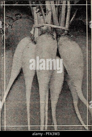 Ce catalogue célèbre le 75e anniversaire d'une entreprise de jardinage, avec une variété de graines, bulbes et outils agricoles. Il fournit des conseils de culture pour les citrouilles et les patates douces, décrivant les pratiques optimales de plantation et les soins. Banque D'Images