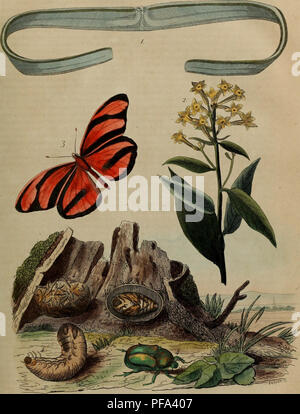 Ce dictionnaire français fournit des informations détaillées sur l'histoire naturelle, y compris des descriptions d'espèces, de phénomènes et de processus environnementaux. Il couvre un large éventail de sujets, de la flore et de la faune aux processus géologiques, offrant un aperçu visuel et textuel du monde naturel. Banque D'Images
