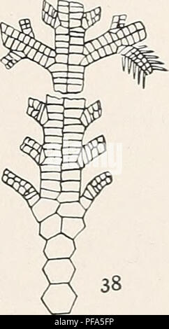 . Le Dévonien crinoïdes de l'État de New York. Crinoidea, combustibles, la paléontologie, la paléontologie. Figure 37 Melocrinus (Trichoto- crinus harrisi). Partie d'un bras montrant l'trichotomous ramification. (Après Olsson, 1912). Melocrinus (Trichotocrinus ?) lutheri sp. nov. Plat 16, figures 7-12 Cette espèce est représentée par un certain nombre de spécimens à la fois du calice et des bras. Les armes individuelles ou des parties d'armes sont très fréquentes et. Veuillez noter que ces images sont extraites de la page numérisée des images qui peuvent avoir été retouchées numériquement pour plus de lisibilité - coloration et l'aspect de ces illu Banque D'Images