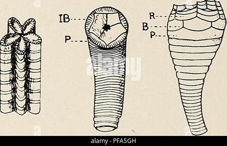 . Le Dévonien crinoïdes de l'État de New York. Crinoidea, combustibles, la paléontologie, la paléontologie. B D Dans certaines formes récentes et du Mésozoïque et dans l'utilisation des combustibles fossiles crinoïdes comme Onychocrinus et Apiocrinus (figure 27 C, D) le haut columnal reste en permanence attaché à le calice, et les nouveaux joints nodales sont formés en dessous. Le nom a été donné à proximité ce columnal fixe (Place, 1900, p. Figure 27 Certains types de colonnes. Un schéma, de la colonne d'Gastrocrinus patulus, la dernière forme columnals numérotés de 1, la plus ancienne 6 ; 5 et 6. des cirres ours B, colonne de Pentacrinus quinquepartite basalti- f ou mi Banque D'Images