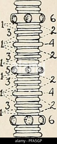 . Le Dévonien crinoïdes de l'État de New York. Crinoidea, combustibles, la paléontologie, la paléontologie. NEW YORK STATE MUSEUM 32 fois le diamètre de l'columnals internodal. Les bords de la peut être nodals nodose, crénelées, dentée, et parfois le bord est très fin et knifelike. Nouveau columnals qui deviennent les nodals sont introduits directement sous le calice ou à quelque distance de là. Le plus jeune donc columnal est généralement le plus haut un.. Veuillez noter que ces images sont extraites de la page numérisée des images qui peuvent avoir été retouchées numériquement pour plus de lisibilité - coloration et l'apparence Banque D'Images