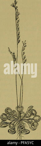 . De voeding der planten. Les plantes. DE 192 INSECTKNETENDE PLANTEN. Fig. 66. schrijving insectenetende afzonderlijke soorten van der planten overgaan. Ik deze ontleen zooeven beschrijvingen hoofdzakelijk aan het bedoelde werk van Dar- wiN : sur les plantes en insectivoroiis commencer met de meest algemeen voor- komende en uitvoerigst porte dezen geleerde bestudeerde het soort. De Zonnedauw inlandsch Vliegenvangertje {het de Drosera) est une plantje, dat op vochtige plekken ons vaderland algemeen decepcionado dans voorkomt. Waar men haar groeit, aantreft zij steeds dans talrijke exem- plaren gezellig combinatie. Bijna alti Banque D'Images