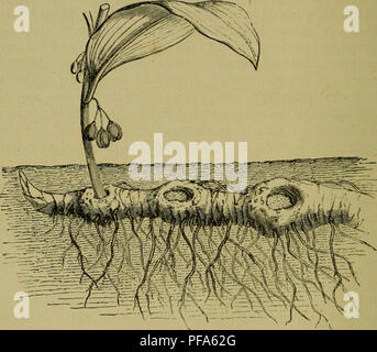 . De voeding der planten. Les plantes. 72 DE TIJDELIJKE BEWAARPLAATSEN VAN HET VOEDSEL. den bol en den knol, fuifde wortelorganen terwijl de mourir- handelt, welke dix gevolge van hun groote dikte en vleezige zelfstandigheid rencontré den naam van wortelknollen aangeduid worden. Verreweg overblijvende de meeste planten doen Dit is een porte en wortelstok den engeren zin van het woord. Soms est cette Fig. 27.. Wortelstok van het Salomonszegel, (Convallaria Polygonatum). Aan de onderzijde ziet hommes talrijke wortels, aan de bovenzijde een vrucht- dragenden stengel, en aan een uiteinde hel. eindknop dun en kruipend Banque D'Images