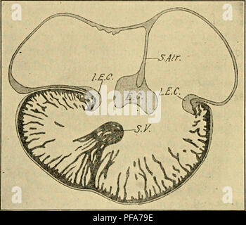 . Le développement du poussin : une introduction à l'embryologie. L'embryologie ; Poulets -- les embryons. 354 LE DÉVELOPPEMENT DU POUSSIN fermé, mais, comme nous le verrons plus tard, le foramen interventriculaire est utilisé en donnant l'aorte avec le ventricule gauche. On voit que si la direction originale de ce septum, comme indiqué par le septum interventriculaire rainure sur la surface, ont été préservés (Fig. 199), le septum interventriculaire se fusionnent avec le bulbo-auriculaires Ridge et le ventricule droit serait alors en continuité avec le bulbe seulement, et le ventricule gauche avec l'atrium, et une circul Banque D'Images