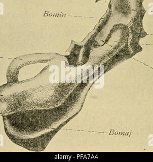 . Le développement du poussin : une introduction à l'embryologie. L'embryologie ; Poulets -- les embryons. 346 LE DÉVELOPPEMENT DU POUSSIN au côté gauche du corps-cavité (Fig. 188), et qui est exagérée par la croissance rapide de la pancréas dorsal (Choron- schitzky). La rate est donc génétiquement liés à la paroi du grand omentum, et se trouve à l'extérieur de la cavité de ce dernier. Les cellules de la rate sont multipliées à partir d'un épaississement péritonéal- ing, qui peut être comparée à cet égard à l'épithélium germinal. Elle est reconnaissable à quatre-vingt-seize heures, et la masse formée par son proliferatio Banque D'Images