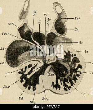 La Section A Travers Le Cœur Des Droits De L Embryon Montrant La Formation Du Septum Cardiaque Et L Auriculo Ventriculaire Les Valves Voir 9n3690 A Partir D Une Avancee Un Peu Plus D Un Embryon Annonce