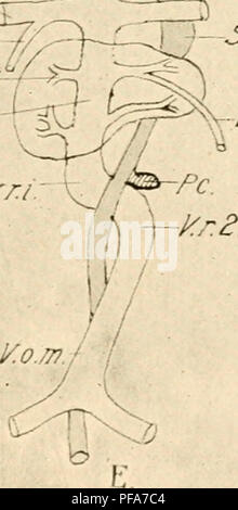 Ce travail de Frank Rattray Lillie fournit une introduction à l'embryologie du poulet, illustrant les étapes clés du développement chez les oiseaux. Les images, améliorées numériquement pour plus de clarté, peuvent ne pas correspondre parfaitement aux illustrations originales mais servent à expliquer le développement embryologique des espèces aviaires. Banque D'Images