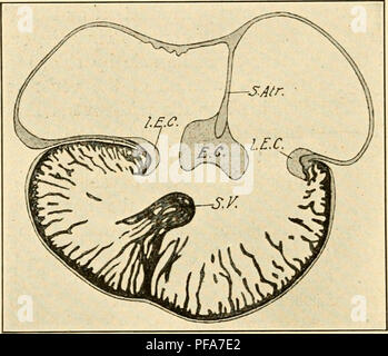 . Le développement du poussin ; une introduction à l'embryologie. Les oiseaux -- l'embryologie. 354 LE DÉVELOPPEMENT DU POUSSIN fermé, mais, comme nous le verrons plus tard, le foramen interventriculaire est utilisé en donnant l'aorte avec le ventricule gauche. On voit que si la direction originale de ce septum, comme indiqué par le septum interventriculaire rainure sur la surface, ont été préservés (Fig. 199), le septum interventriculaire se fusionnent avec le bulbo-auriculaires Ridge et le ventricule droit serait alors en continuité avec le bulbe seulement, et le ventricule gauche avec l'atrium, et la circulation de la Banque D'Images