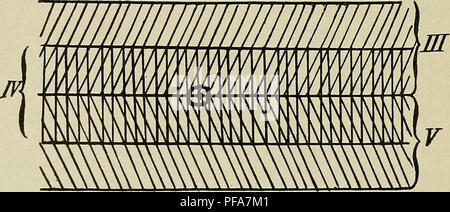 Ce manuel détaille le développement du corps humain à travers l'embryologie, offrant un aperçu des premiers stades de la croissance humaine. Il couvre différents stades de développement, y compris la formation des ongles et l'interaction des nerfs intercostaux. Banque D'Images