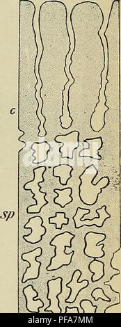 . Le développement de l'organisme humain : un manuel des droits de l'embryologie. L'embryologie ; embryon, Non-Mammalian. . Veuillez noter que ces images sont extraites de la page numérisée des images qui peuvent avoir été retouchées numériquement pour plus de lisibilité - coloration et l'aspect de ces illustrations ne peut pas parfaitement ressembler à l'œuvre originale.. McMurrich, J. Playfair (James Playfair), 1859-1939. Philadelphia : P. fils de Blakiston &AMP ; co. Banque D'Images