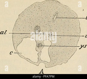 Manuel détaillé d'embryologie humaine, décrivant le développement du corps humain depuis la conception jusqu'aux premiers stades de la croissance. Il se concentre sur la formation de structures vitales telles que le cordon ombilical et les premiers stades du développement des organes, fournissant des connaissances fondamentales en biologie humaine et en embryologie. Banque D'Images