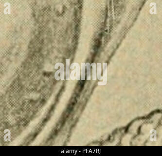 . Le développement du poussin : une introduction à l'embryologie. L'embryologie ; Poulets -- les embryons. 214 LE DÉVELOPPEMENT DU POUSSIN leur soutien et structures squelettiques et accessoires : (a) le système nerveux central, {h) les organes de sens particulier, et (c) les organes viscéraux, de la bouche et du pharynx. L'origine de tous ces éléments a été examiné, et il est proposé de prendre // t â- ^^^* iii : : :- &gt ; j" *^ ^-- V - â"^ -V. Â¢N,. ''). A. -â¢â &gt ;- . I. 4 :-'â '- .^. Veuillez noter que ces images sont extraites de la page numérisée des images qui peuvent avoir été retouchées numériquement pour readabi Banque D'Images