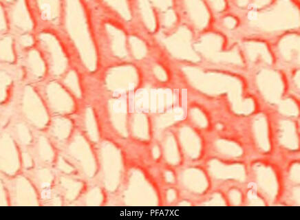 Ce travail de Frank Rattray Lillie explore les premiers stades de développement des poussins, en se concentrant sur leur embryologie. Le texte fournit des informations détaillées sur la formation du poussin, de la fécondation à l’éclosion, mettant en évidence les étapes clés du développement et les changements physiologiques. Il sert d'introduction essentielle à l'étude de l'embryologie aviaire. Banque D'Images