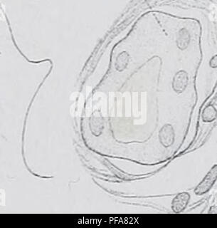 . Le développement de l'mesonephras et le conduit de Müller dans Amphibia. Les amphibiens. C 7S. Veuillez noter que ces images sont extraites de la page numérisée des images qui peuvent avoir été retouchées numériquement pour plus de lisibilité - coloration et l'aspect de ces illustrations ne peut pas parfaitement ressembler à l'œuvre originale.. Hall, Robert William, 1872-. Cambridge, Mass. : [s. n. ] Banque D'Images