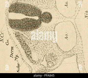 . Le développement du poussin ; une introduction à l'embryologie. Les oiseaux -- l'embryologie. . Veuillez noter que ces images sont extraites de la page numérisée des images qui peuvent avoir été retouchées numériquement pour plus de lisibilité - coloration et l'aspect de ces illustrations ne peut pas parfaitement ressembler à l'œuvre originale.. Lillie, Frank Rattray, 1870-1947. New York, Holt Banque D'Images