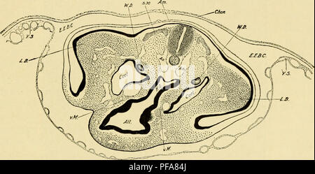 . Le développement du poussin : une introduction à l'embryologie. L'embryologie ; Poulets -- les embryons. De douze à trente-six SOMITES et 145 tiges allantoïque d'une part et l'attachement de l'amnios sur l'autre. Le cordon ombilical se compose donc d'un tube externe (tige somatiques) continue avec la paroi du corps, enveloppant le jaune-tige et la tige de l'allantoïde, ainsi que les artères et les veines de résorption du sac vitellin et l'allantoïde. Il est important de garder à l'esprit que dans la région du col de l'allantoïde l'amnios est attaché à ce dernier sur les côtés et derrière ; seule la paroi antérieure Banque D'Images