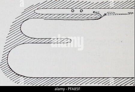 . Le développement de l'mesonephras et le conduit de Müller dans Amphibia. Les amphibiens. J M. Veuillez noter que ces images sont extraites de la page numérisée des images qui peuvent avoir été retouchées numériquement pour plus de lisibilité - coloration et l'aspect de ces illustrations ne peut pas parfaitement ressembler à l'œuvre originale.. Hall, Robert William, 1872-. Cambridge, Mass. : [s. n. ] Banque D'Images