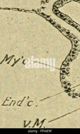 Ce travail de Frank Rattray Lillie propose une introduction à l'étude de l'embryologie, en se concentrant sur le développement de l'embryon de poulet. Il explore les étapes clés du développement embryonnaire et les processus qui guident la formation des tissus et des organes. Banque D'Images