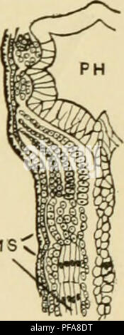 . Le développement de l'œuf de grenouille ; une introduction à l'embryologie expérimentale. L'embryologie. Mme B Fig. 44.-frontale sections à l'extrémité antérieure de Boml)inator. (Après Gotte.) A. montre trois gill-sacs (G) et le mésoderme d'arches. B. Affiche formation d'mesodermic somites (MS). PH. Pharynx.. Veuillez noter que ces images sont extraites de la page numérisée des images qui peuvent avoir été retouchées numériquement pour plus de lisibilité - coloration et l'aspect de ces illustrations ne peut pas parfaitement ressembler à l'œuvre originale.. Morgan, Thomas Hunt, 1866-1945. New York, The Macmillan Company ; [etc. , Etc. ] Banque D'Images