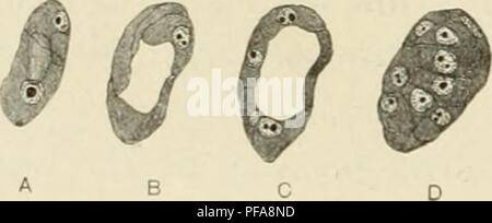 . Le développement de la rat albinos, Mus norvegicus albinus. L'embryologie -- mammifères ; les rats. 50 G. CARL HUBER des deux diamètres. Cette ma^^^ est visible à partir de la série de dessins faits d'un vésicule blastodermic couper en croix, prises à partir de l'utérus de rat no 68, à partir de laquelle ont été prises les deux vésicules séminales illustré dans D et E de la figure 20. Cette série de chiffres, c'est illustré à la figure 21, dans laquelle sont reproduits dans l'ordre les sept coupes successives dans laquelle la vésicule a été coupé. Il mesure 65 par 38 n /x par environ 70 ,u, et il est retrouvé au fond d'un pli de la muqueuse, trouvée à Banque D'Images