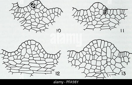 . L'anatomie développementale de l'Isoetes. L'Isoetes, la botanique. 28 L'anatomie développementale de l'IsoeteS. Fig. 10, 11, 12 et 13. Répartiteurs de plantes matures de 7. howellii comme vu dans des coupes longitudinales. Fig. 10 et 11. Répartiteurs montrant divisions périclines dans la couche superficielle de l'apex. X 400. Fig. 12 et 13. Répartiteurs de plantes plus grandes que celles de figues. 10 et 11, montrant une augmentation en nombre ou en largeur de cellule fichiers vers le sommet comme l'expression d'expansion latérale dans la région du sommet. X 350. Ces dérivés pourraient produire de nouvelles cellules à la fois verticalement et horizon- l'extrémité dans le tally Banque D'Images