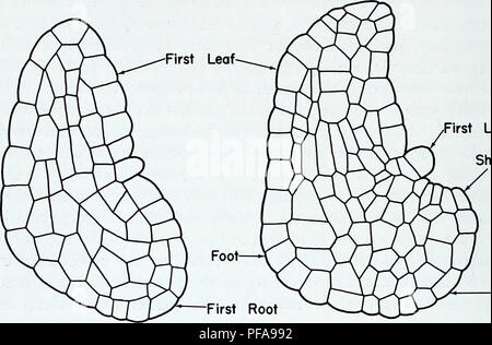 . L'anatomie développementale de l'Isoetes. L'Isoetes, la botanique. 16 L'AFFECTATION DE Anatomie d'IsOCteS de la feuille et la partie de la base des feuilles de revêtement qui s'affiche dans la section (fig. 4). Aucune distinction ne peut être faite entre les cellules qui vont donner naissance à l'apex de la tige et ceux qui fourniront le deuxième primordium foliaire. La Motte (1937) a émis l'hypothèse que l'axe de la tige rudimentaire est parallèle à l'axe de la première feuille, parce que la deuxième feuille émerge parallèlement à la première feuille. J'ai redessiné l'une de ses figures comme figure 3.. Ligule gaine de la première feuille, racine première Figs. 3 Banque D'Images