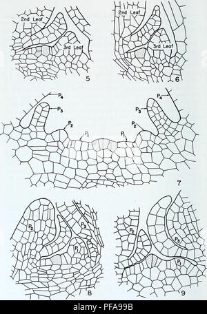 . L'anatomie développementale de l'Isoetes. L'Isoetes, la botanique. Fig. 5, 6, 7, 8 et 9. La légende sur la page opposée.. Veuillez noter que ces images sont extraites de la page numérisée des images qui peuvent avoir été retouchées numériquement pour plus de lisibilité - coloration et l'aspect de ces illustrations ne peut pas parfaitement ressembler à l'œuvre originale.. Paolillo, Dominick J. Urbana, University of Illinois Press Banque D'Images