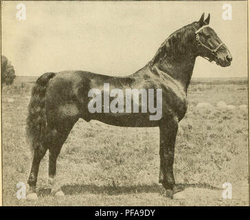 . L'élaboration d'un cheval utilitaire américain. Chevaux United States la reproduction. 10 Circulaire du ministère 153, U.S. Dept. of Agriculture. 48569 WBLMERING A. T. R. Description : Bay ; née 1906 ; hauteur, 15.2 mains, poids, 1 100 livres. Sire : Boreal 21072, par le Bow Bells 13073, par Electioneer, par Hambletonian 10. Dam : Matthews, mai 7411 par Motor d'Onward, 1411, par George Wilkes 519. Cet étalon est maintenant loué, et le locataire sera donnée première option pour la saison 1921. ALBION. Description : Bay ; née 1906 ; star, snip, patte arrière gauche blanc paturon ; hauteur, 16.2 mains, poids, 1 400 livres. Sire : Carmon (voir Banque D'Images