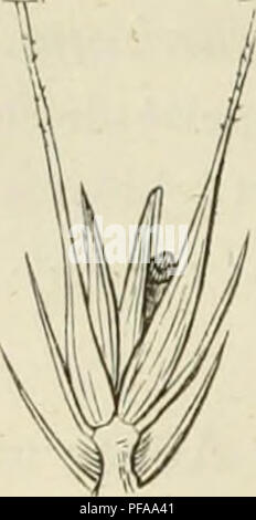 Cette ressource agricole allemande fournit des descriptions détaillées et des illustrations des graminées et des céréales, en se concentrant sur leurs modes de croissance, la structure des feuilles et les utilisations dans la gestion des terres et des forêts. Il s'agit d'un guide complet pour les professionnels et les chercheurs agricoles. Banque D'Images