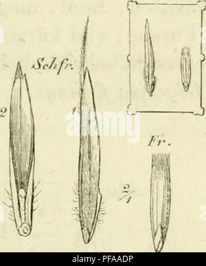 . Deutschlands Gräser und zu leichter Erkenntniss Getreidearten Wuchse nach dem, den Früchten und Blättern, Blüthen zusammengestellt und für Land- und Forstwirtschaft und nach Vorkommen Nutzen ausführlich beschrieben. Les plantes. . Veuillez noter que ces images sont extraites de la page numérisée des images qui peuvent avoir été retouchées numériquement pour plus de lisibilité - coloration et l'aspect de ces illustrations ne peut pas parfaitement ressembler à l'œuvre originale.. Jessen, Karl Friedrich Wilhelm, 1821-1889. Leipzig : T. O. Weigel Banque D'Images
