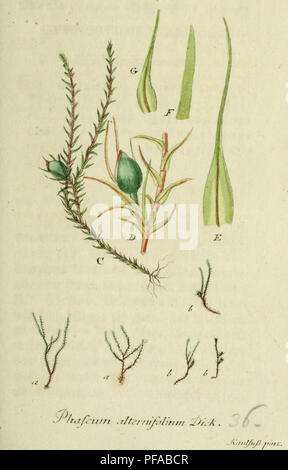 Cet ouvrage présente un catalogue détaillé de la flore allemande, avec des illustrations botaniques basées sur des spécimens réels. L'accent est mis sur les espèces végétales originaires d'Allemagne et leurs rôles écologiques. Banque D'Images
