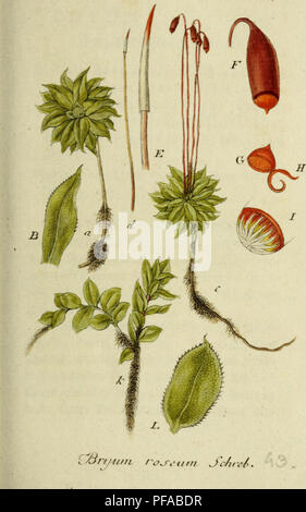 Ce travail présente un guide botanique complet de la flore allemande, avec des illustrations détaillées de Jacob Sturm. Il couvre les espèces végétales en mettant l'accent sur leurs caractéristiques naturelles, leur habitat et leurs modes de croissance. L'œuvre a été imprimée pour l'auteur à Nuremberg. Banque D'Images