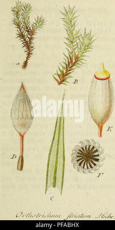 Cette œuvre botanique de Jacob Sturm présente une série d'illustrations de la flore allemande, représentant avec précision les plantes indigènes avec des descriptions scientifiques pour chaque espèce. Banque D'Images