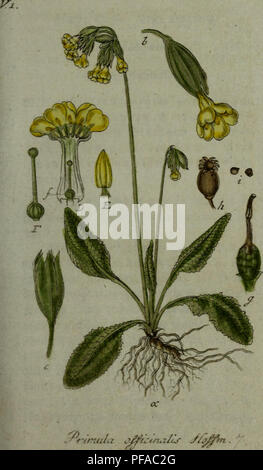Ce travail botanique, rédigé par Jacob Sturm, présente des illustrations détaillées de plantes trouvées en Allemagne, en se concentrant sur leur aspect naturel. Il a été imprimé à Nuremberg et sert de ressource importante pour les études botaniques dans la région. Banque D'Images