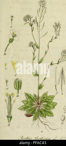 Cette œuvre botanique de Jacob Sturm présente des illustrations de la flore allemande, représentant des espèces végétales en détail avec un accent sur les plantes indigènes et naturalisées. Banque D'Images