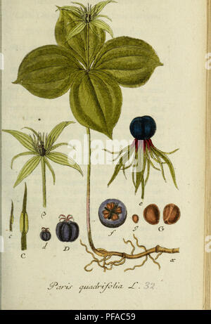 Ce travail botanique présente des illustrations de la flore allemande basées sur la nature, documentant les espèces végétales avec un accent sur la représentation visuelle précise. La collection met en valeur la vie végétale indigène et introduite en Allemagne. Banque D'Images